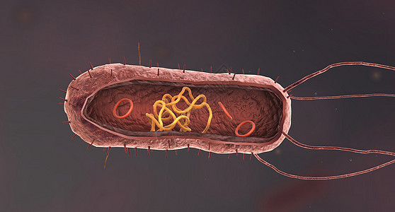细菌是一种简单的生命形式 被称为prokaryotes微生物学伤口大都会药品螺旋体毒素细胞球形感染细胞膜背景图片