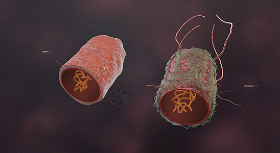 细菌是小型的单细胞生物淋病发烧病原细菌学药品螺旋形分裂质粒生物学鞭毛图片