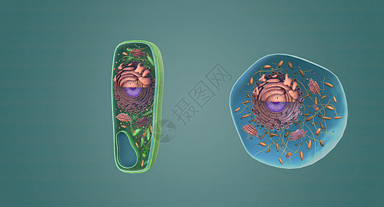A 植物和动物细胞的结构粒粒生物细胞质染色质骨架生物学微生物学核膜细胞学细胞壁图片