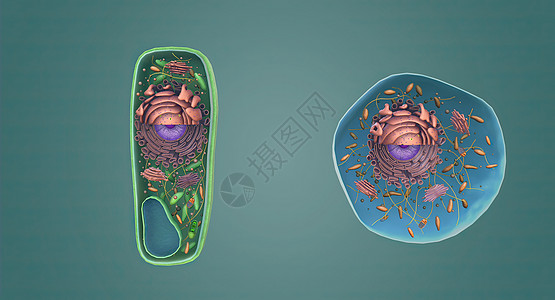 A 植物和动物细胞的结构细胞壁骨架生物学细胞学基质核糖体核膜生物染色质液泡图片