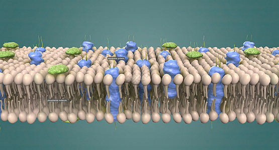 细胞膜是包围细胞并将细胞与其周围环境隔开的薄膜微生物学植物骨架生物学核膜细胞学区域细胞壁粒粒基质图片