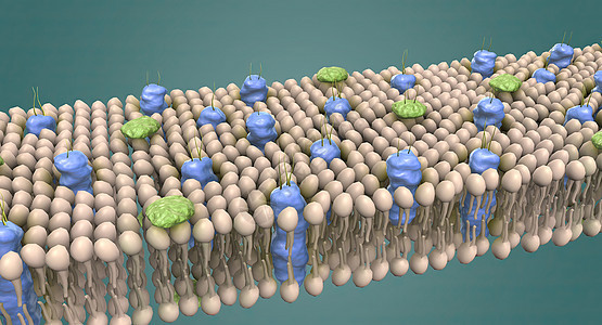 细胞膜是包围细胞并将细胞与其周围环境隔开的薄膜基质区域液泡核糖体微生物学染色质细胞质细胞学粒粒骨架图片