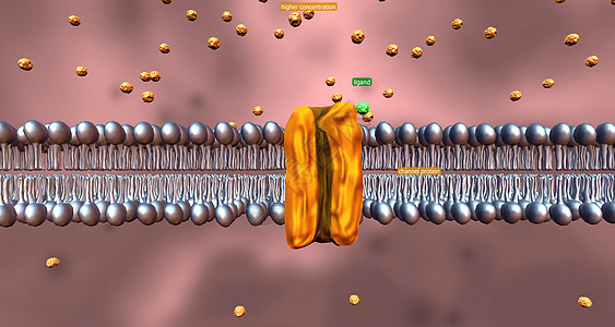 细胞运输是指物质穿过细胞膜的运动浓度葡萄糖专注隔膜传输蛋白离子同步粒子吸收图片