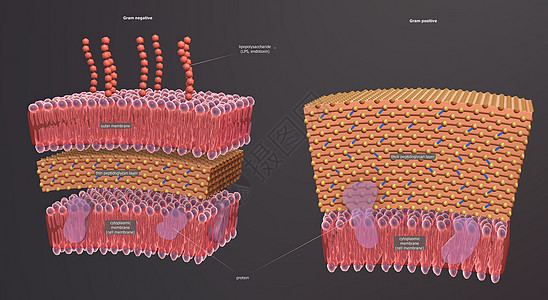 细胞壁是围绕某些类型细胞的结构层 就在细胞膜外药品伤口质粒分裂微生物学毒素生物学梅毒生物瘟疫图片
