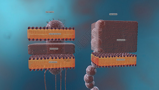 细胞壁是围绕某些类型细胞的结构层 就在细胞膜外生物发烧淋病细菌学疾病分裂瘟疫球形螺旋体杆状图片