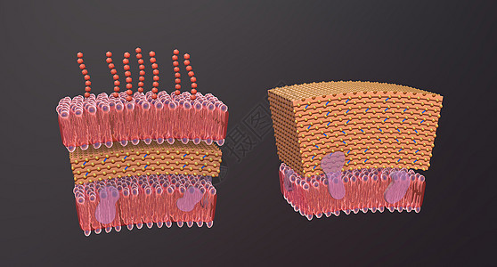 细胞壁是围绕某些类型细胞的结构层 就在细胞膜外药品生物学分裂大都会螺旋形寄生虫球形螺旋体毒素大肠杆菌图片