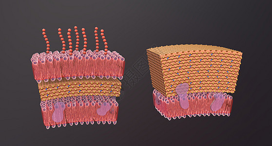 细胞壁是围绕某些类型细胞的结构层 就在细胞膜外药品生物学分裂大都会螺旋形寄生虫球形螺旋体毒素大肠杆菌背景图片