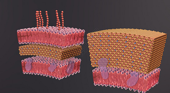 细胞壁是围绕某些类型细胞的结构层 就在细胞膜外大肠杆菌伤口感染毒素杆状病原球形螺旋形鞭毛生物学图片