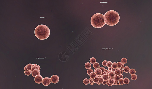 固体细胞壁决定了细菌的形状质粒细胞膜鞭毛生物学分裂感染霍乱淋病发烧梅毒图片