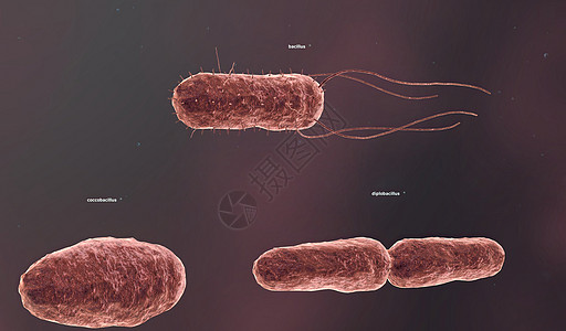 固体细胞壁决定了细菌的形状毒素寄生虫生物学发烧球形质粒瘟疫牙关药品微生物学图片