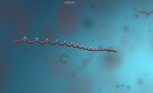Spirillum是一种来自蛋白细菌植物的细菌 具有螺旋形细胞形态大都会疾病细胞膜细菌学鞭毛螺旋体药品球形霍乱病原图片