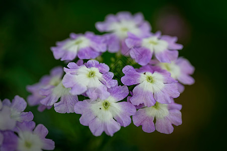 花园二的紫色花朵图片