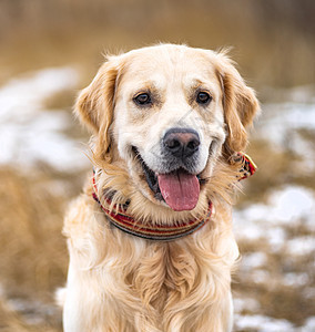 金色猎犬在冬季田野行走毛皮宠物乐趣场地动物白色朋友图片