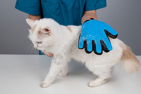 兽医用特别手套挑出一只白色的毛绒猫理发按摩马夫塑料长发梳理羊毛爪子头发女士图片