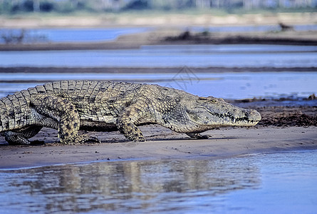 尼罗鳄捕食者游戏水陆衬套鳄鱼食肉爬虫猎人野生动物荒野图片