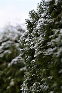 Thuja 与harfrost的对冲衬套树叶分支机构焦点季节绿色植物学树篱植物环境图片
