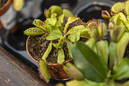 食肉植物叶子捕蝇器植物群猎物树叶捕手生长动物捕蝇草蝇类图片