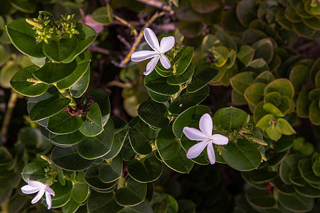 Carissa 大果 白花绿叶背景植物群环境生活花瓣园艺灌木生长植物学热带草本植物图片