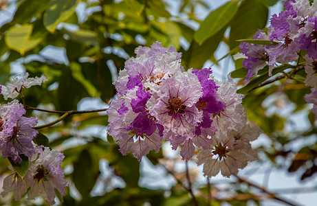热带花园中盛开的紫薇花或紫薇花的美丽粉红紫白色花黑纱叶子衬套紫色热带花瓣植物学花艺背景环境图片