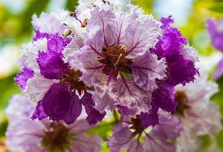热带花园中盛开的紫薇花或紫薇花的美丽粉红紫白色花桃金娘环境热带花艺花园公园园艺叶子黑纱植物图片