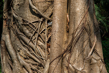 树根与天然棕色背景相交织 树干周围有许多树根 (笑声)图片