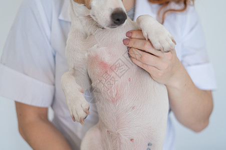 兽医拿着一只皮炎的杰克鲁塞尔战犬感染刺激皮疹帮助动物寄生湿疹头发哺乳动物皮肤科图片