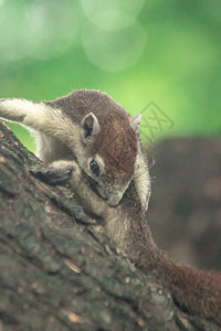 芬莱森的松鼠爬树林地宠物野生动物主题树干生物树枝毛皮尾巴动物图片