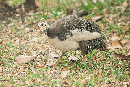 几内亚禽 几内亚母鸡是中等规模的鸡荒野脊椎动物家禽斑点小鸡生物生活鸟类家畜警报图片