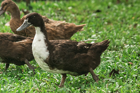 鸭子在草坪上步行以获取食物打猎野生动物宠物反射家禽羽毛小鸭子水禽场地翅膀图片