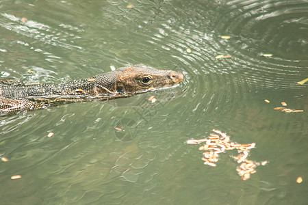 水中的花生盐溶液湿地鳄鱼危险野生动物眼睛生物游泳热带食肉爬虫图片