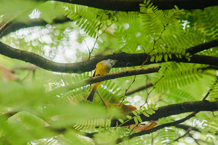树枝上的裁缝鸟是小鸟花园动物群栖息野生动物裁缝滚筒观鸟环境公园动物园图片