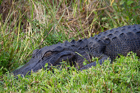 一只藏在草地上睡着的美洲鳄鱼特写猎人荒野爬虫沼泽地蜥蜴捕食者野生动物动物睡眠短吻鳄图片