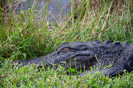 一只藏在草地上睡着的美洲鳄鱼特写湿地短吻鳄危险皮肤荒野成人两栖睡眠动物蜥蜴图片