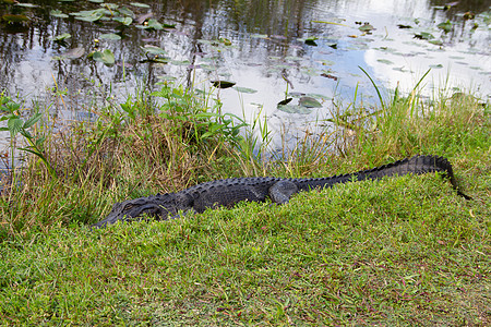 一只美国鳄鱼躲在草地上睡在水体附近图片