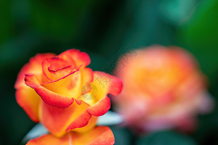 花园里的红黄玫瑰和玫瑰花蕾 特写 有选择的焦点 玫瑰在绿叶的背景下绽放 夏花 自然背景紫色园艺母亲礼物辉煌植物群宏观生日植物花瓣图片