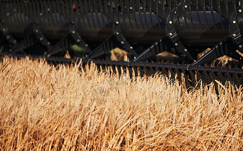 农业联合收割机在收获成熟小麦期间在田间 结合在麦田工作 收获期间的收割机 联合收割机收割庄稼 收割工具的特写田园农业工作稻草生产图片