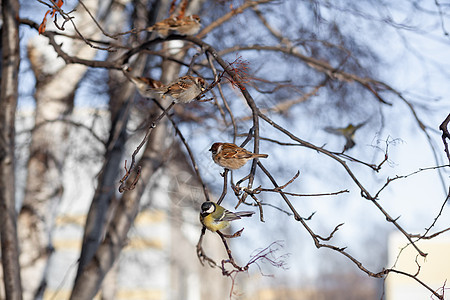 一个美丽的小麻雀 在冬天坐在树枝上苍蝇山雀食物花园蓝色森林动物荒野枝条野生动物季节图片