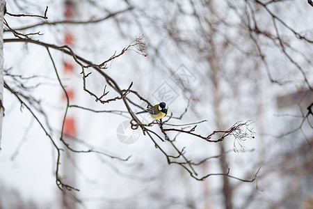 一只美丽的小蓝鸟在冬天坐在树枝上飞翔荒野野生动物翅膀山雀食物动物蓝色羽毛木头枝条图片