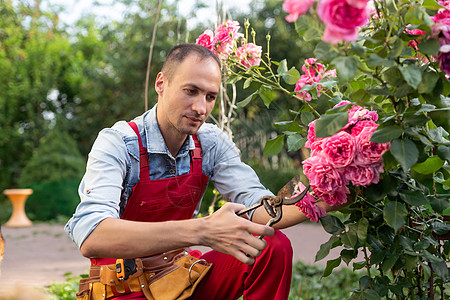 用剪刀切开房间玫瑰 玫瑰花在乎植物花束园丁修剪粉碎观念园艺叶子衬套花园图片