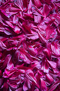 紫皮马花瓣的抽象背景 一年的正红颜色图片