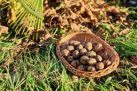 在核桃树下的篮子里 贴上熟熟的胡桃 堆着叶子收获园艺农村工作花园坚果果园农场维生素食物图片