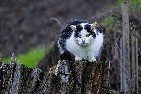 一只猫蹲在树桩上 准备狩猎图片