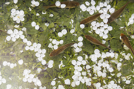 春花的鲜鱼和花瓣图片