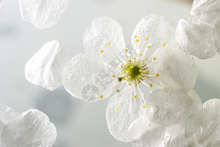 水中的白樱桃花瓣图片