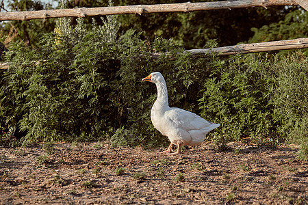 白鹅喜欢在花园里散步 家禽鹅 鹅场 鹅窝橙子草地翅膀野生动物花园男性鸭子动物农场水禽图片