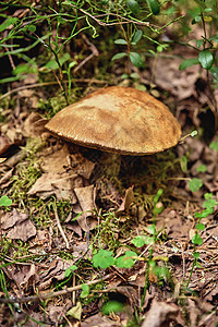 森林中实地蘑菇的近视 故意模糊不清以及公园植物地衣松树木头苔藓宏观锥体生长植物学图片