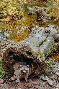 华丽的浣熊可爱从一棵大树树皮的空洞中探出头来 浣熊 也被称为北美浣熊 隐藏在旧的空心树干中 野生动物场景 栖息北美洲 广布欧洲 图片