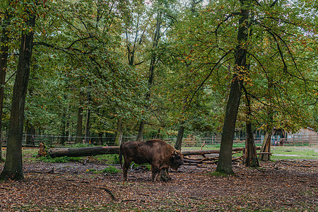 欧洲野牛 也被称为 wisent 或欧洲木野牛 站在绿草丛中 背景是一片古老的森林 美洲野牛和欧洲野牛是北美和欧洲现存最大的陆生图片