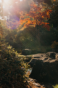 春天日本花园中美丽平静的景象 日本秋天的形象 有池塘和红色叶子的美丽的日本庭院 日本花园中的池塘溪流神社岩石建筑学树叶季节石头旅图片