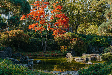 春天日本花园中美丽平静的景象 日本秋天的形象 有池塘和红色叶子的美丽的日本庭院 日本花园中的池塘建筑植物地标建筑学风景反射树叶树图片